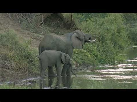 Elefant Playing YouTube