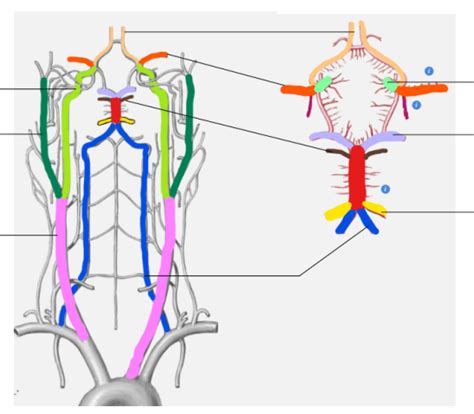 UE5 anat vascularisation de l encéphale Diagram Quizlet