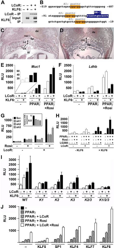 Klf Regulates Placental Development And Cooperates With Ppar Rxr And