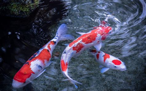 Japanese Koi Fish Wallpapers - Top Free Japanese Koi Fish Backgrounds ...