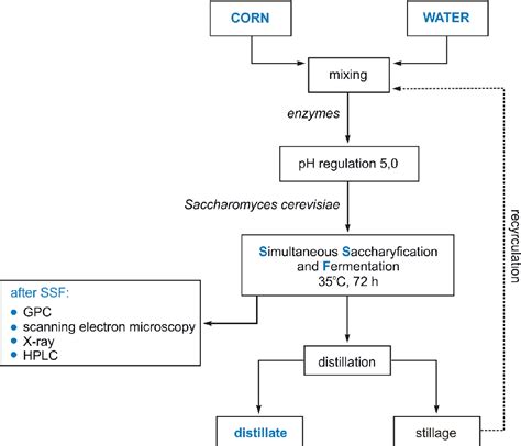 Corn Starch Structure