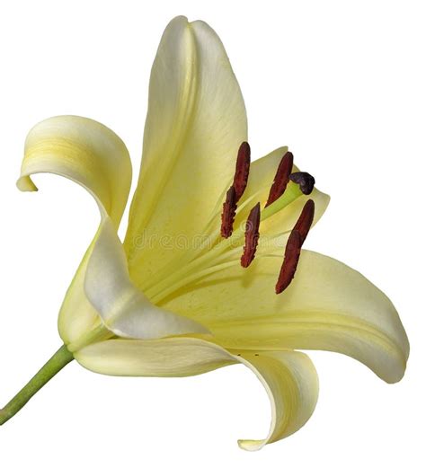 Yellow lily stock photo. Image of flower, nature, blossom - 27189642
