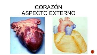 Sistema Cardiocirculatorio Ppt