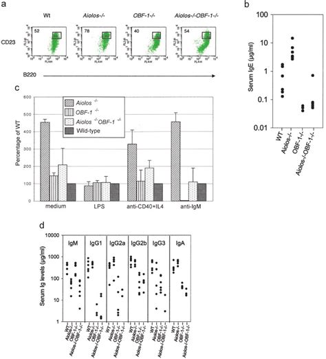 B Cell Activation And Proliferation And Ig Production In Mice Of The Download Scientific