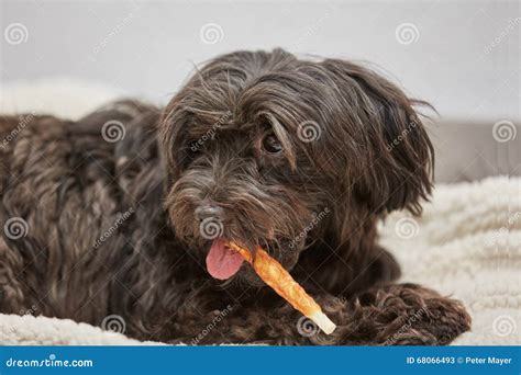 Perro De Havanese Que Mastica El Hueso Imagen De Archivo Imagen De