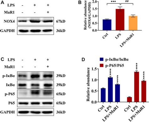 Frontiers Maresin Attenuates Lipopolysaccharide Induced Acute