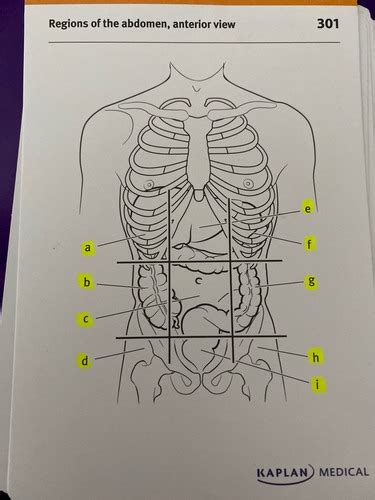 Regions of the abdomen Flashcards | Quizlet