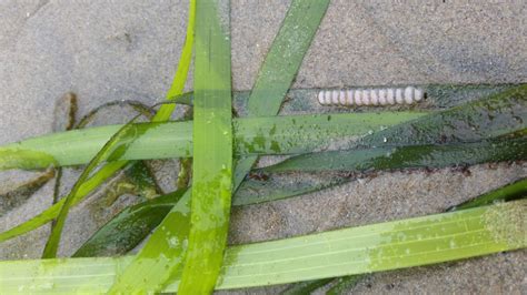 6_Cone Snail eggs - Morro Bay National Estuary Program