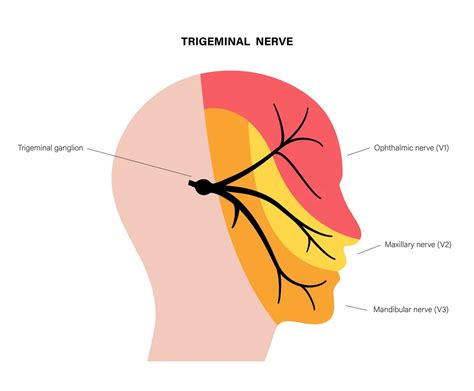 Trigeminal Ganglion Or Gasserian Ganglion IntakeLearn