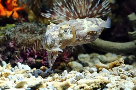 Free Photo | A squid hiding behind the coral a squid camouflage behind the coral