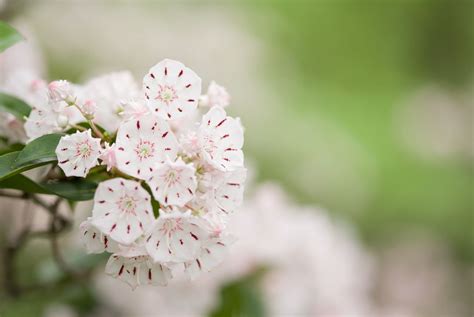 Pennsylvania State Flowers Best Flower Site