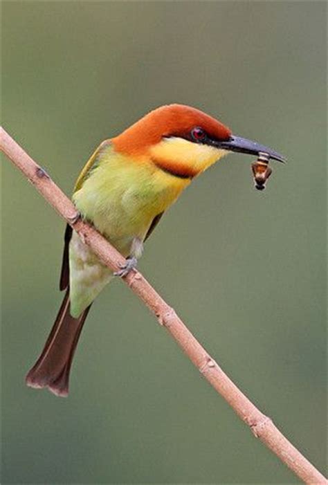 17 Best images about Birds:Passerine,TINY # needle like beaks [ Hummingbirds] on Pinterest ...