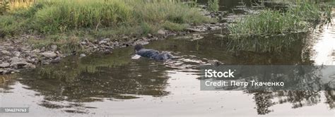 The Body Of A Man Who Drowned Lies Face Down In The Water The Lifeless