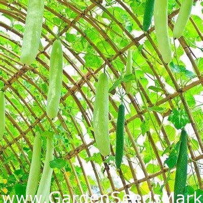 Calebasse Snake 10 Graines Lagenaria Siceraria Garden Seeds