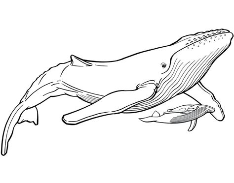 Blue Whale Line Drawing Free Download On Clipartmag