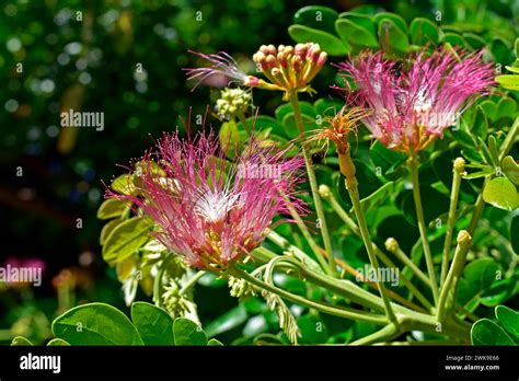 Persian Silk Tree Or Pink Silk Tree Flowers Albizia Julibrissin Stock