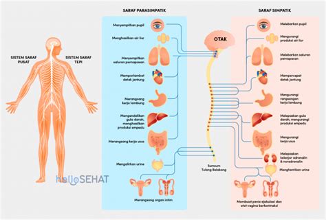 Kenali Sistem Saraf Manusia Serta Fungsi Pentingnya Kabar Tangsel