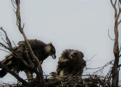 Positivo indicador ambiental nació un nuevo pichón de águila coronada