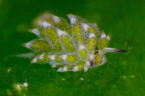 Meet The Adorable Photosynthesizing Leaf Sheep - Animals Around The Globe