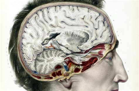 How Do We Study The Brain In Psychology - Study Poster