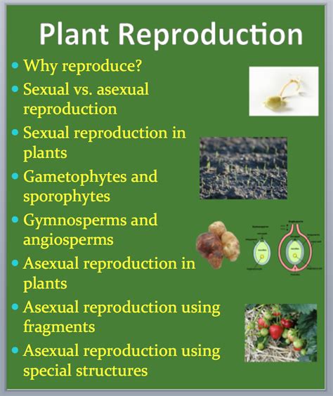 Plant Reproduction A Grade 11 And Up Biology Powerpoint Lesson Powerpoint Lesson Biology