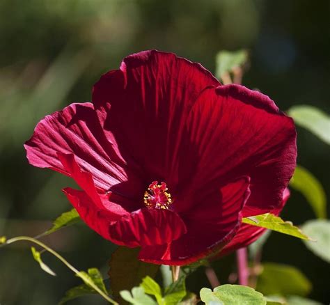 HIBISKUS Ketmia bagienna odcienie CZERWONEGO bylina duże kwiaty