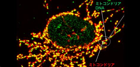 New Insights Into Mitochondrial Nucleoid Dynamics ResOU