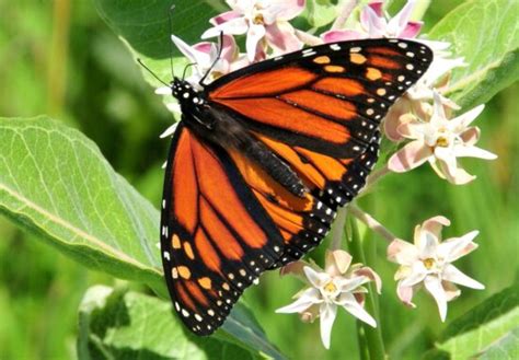 Image Libre Papillon Monarque De Pr S Macro Orange Insecte