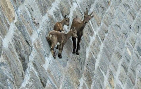 Crazy Photos Showing That Mountain Goats Are Ridiculously Brave