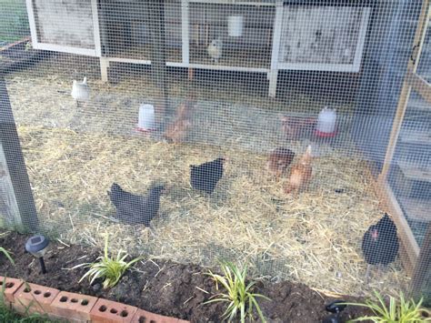 Straw Or Pine Shavings Backyard Chickens Learn How To Raise Chickens