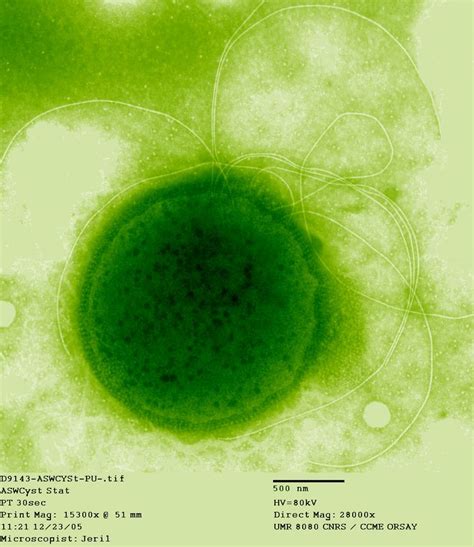 Thermococcus Alchetron The Free Social Encyclopedia