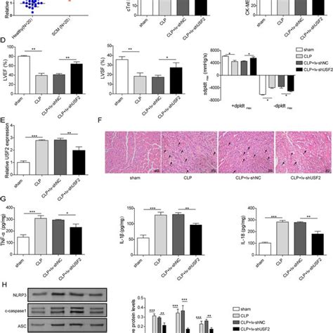 Knockdown Of USF2 Suppressed Cardiomyocyte Pyroptosis In Septic Mice A