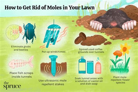 Mole Damage Prevention Tips for Homeowners