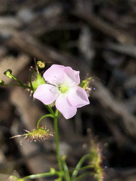 Tall Sundew From Chirnside Ward Yering VIC AU On September 30 2023