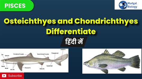 Difference Between Chondrichthyes And Osteichthyes Chondrichthyes And