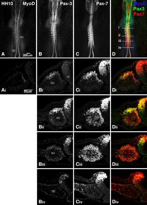 Identification And Characterization Of Subpopulations Of Pax3 And Pax7