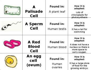 Specialised Cells Sort Cards by Lucy Mc Clintock | TPT