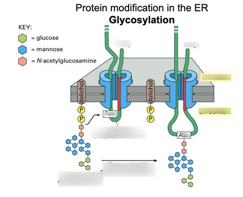 Diagram Glycosylation Diagram Quizlet