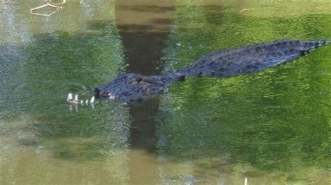 Alligator Missing Top Half of Its Snout Spotted In Florida Lake - ABC News