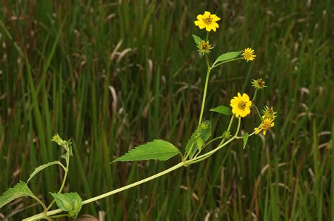 Wollastonia Biflora Asteraceae Image 129336 At PhytoImages Siu Edu