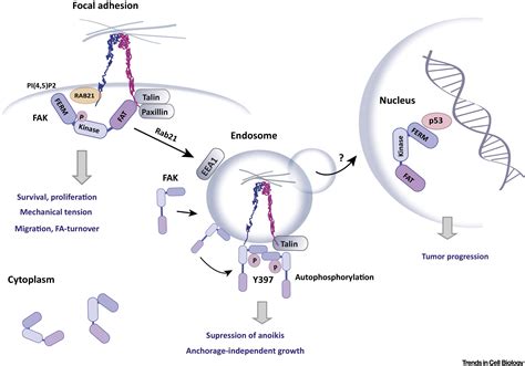 Endosomes Emerging Platforms For Integrin Mediated Fak Signalling