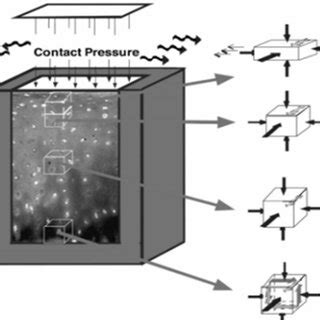 Schematic Representation Of The Mechanical Environment Of Articular