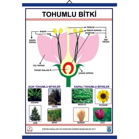 Edulab Tohumlu Bitkiler Levhas Fiyat Taksit Se Enekleri