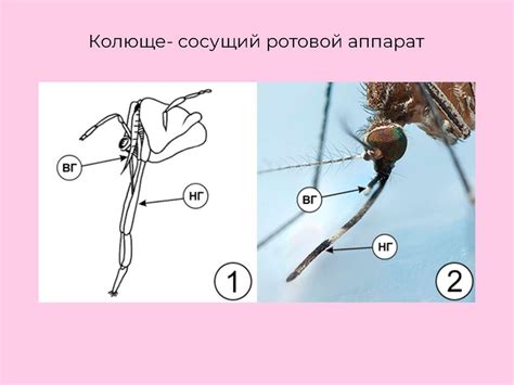 Ротовые аппараты насекомых - презентация онлайн