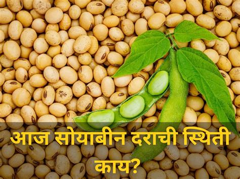 आज सोयाबीन दराची स्थिती काय जाणून घ्या बाजारभाव Marathi News Soybean Market Rate Market