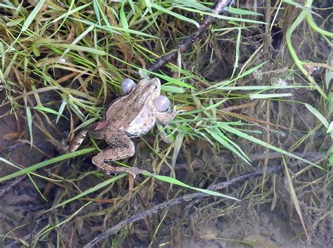 Crapaud Gérard Daviaud Flickr