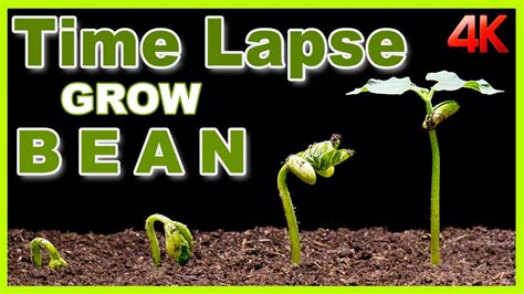 Growing Bean Time Lapse 10 Days Youtube