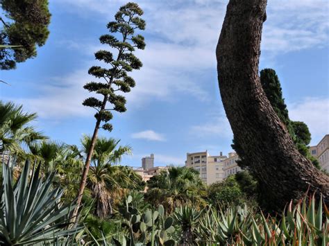 Tra Giungla E Citt Sardegna Cagliari Vista Dall Orto Bota Flickr