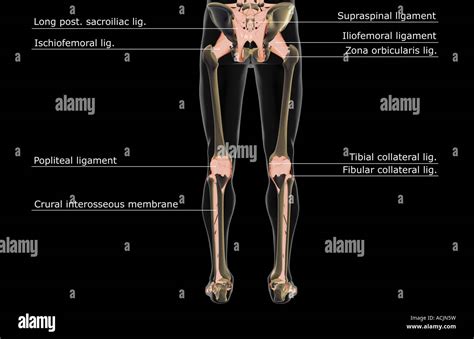 The Ligaments Of The Lower Body Stock Photo Alamy