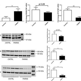 Altered Antiviral Factors In Primary Skin Fibroblasts From Park